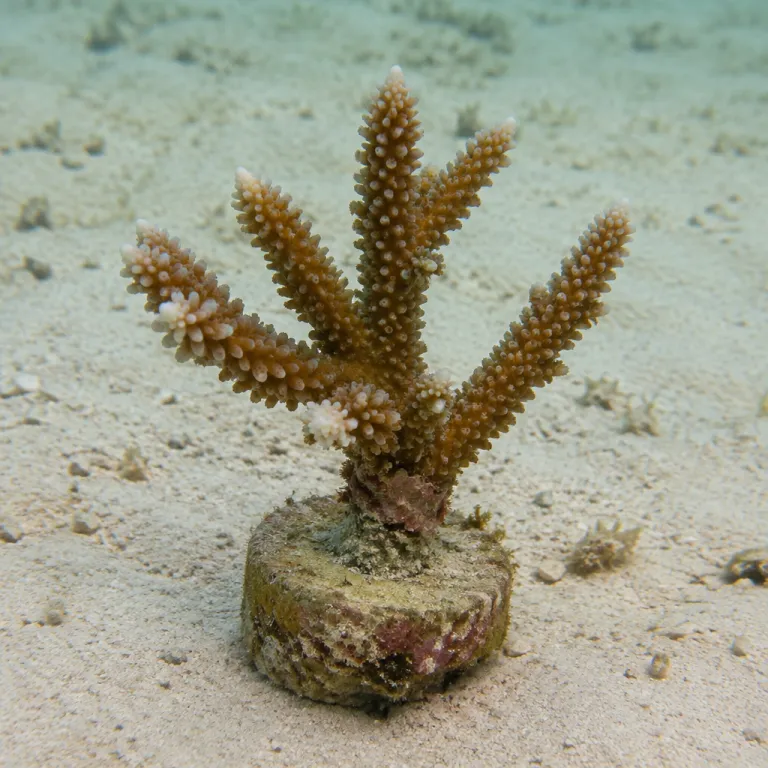 Planting Coral, Not Just Watching It: Barbados and the New Marine Guest